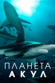 Планета акул (2022)