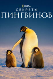Секреты пингвинов (2025)